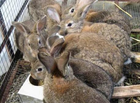 兔养殖视频,从新手到专家的养殖视频精华解析